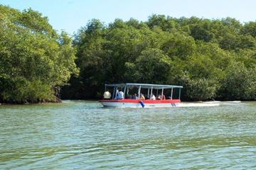 Damas Island Mangrove Discovery Tour by Boat from Manuel Antonio