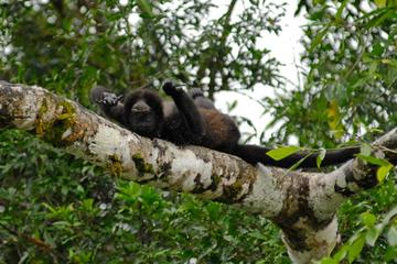 Full-Day Safari on the Sarapiqui River from San Jose