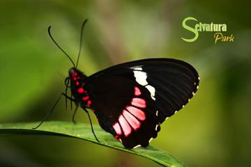Hanging Bridges - Butterflies - Hummingbirds from Monteverde