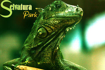 Insect Museum - Reptile and amphibian and Butterflies from Monteverde