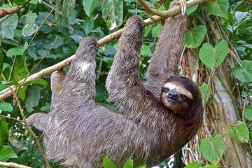 Sloth Adventure from Guanacaste