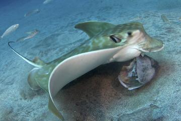 Diving for cerified divers
