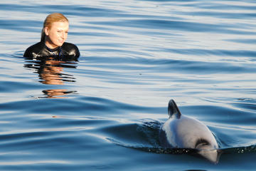 Akaroa Shore Excursion: Swim with Dolphins in Akaroa Harbour