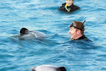 Swimming with Wild Dolphins in Akaroa