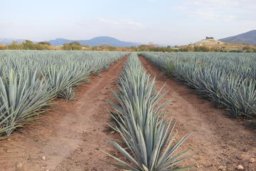 Day Trip to Tequila with Visit to Casa Sauza Distillery