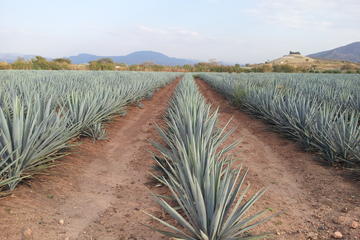 Day Trip to Tequila with Visit to your favorite Distillery