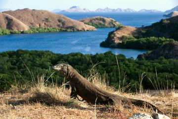 2-Day Komodo National Park and Rinca Island Wildlife Adventure from Bali