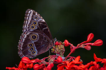 Butterfly Garden Tour in Monteverde