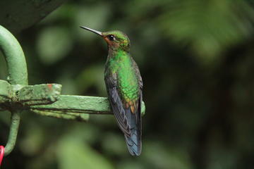 Full Monteverde Cloud Forest Experience With Ziplining and Lunch