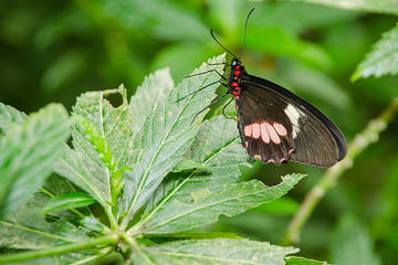 Selvatura Park Eco Adventure Tour of Monteverde