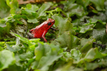 Selvatura Park: Herpetarium Tour in Monteverde