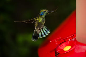 Selvatura Park: Hummingbird Garden and Insect Museum Tour