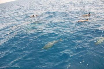 Dolphin house boat snorkeling trip from Hurghada
