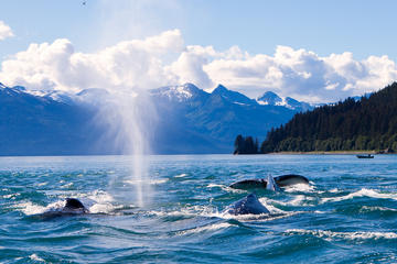 Juneau Whale-Watching Cruise