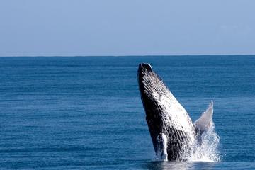 Samana Whales Watching Supreme Discovery Full Day and