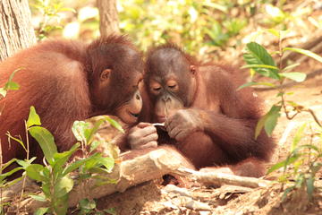 Singapore Shore Excursion: Singapore Zoo Private Tour