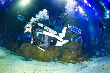 6-Hour Self-Guided Private Tour of Xi'an Qujiang Polar Ocean Park With Diving Experience Plus Muslim Street