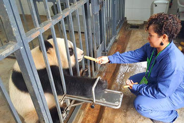 Private Volunteer Program At Dujiangyan Panda Rescue Center For A Day Including Lunch