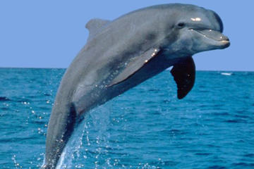 Dolphin Encounter & Bennitier Island