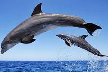 Dolphin Encounter