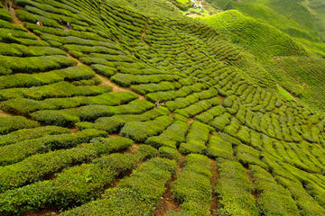 2-Day Cameron Highlands Adventure from Kuala Lumpur