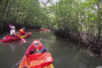 Mangrove Kayaking Experience from Langkawi
