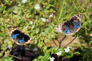 Private Tour: Discovery Tour of Entopia Butterfly Farm in Penang