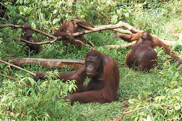 Private Tour: Orangutan Island and Mangrove Forest Day Trip from Penang