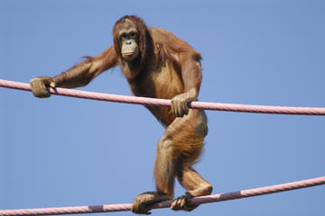 Semenggok Orangutan Rehabilitation Centre Tour from Kuching