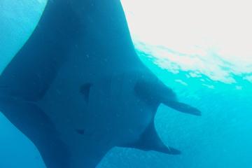 Catalina Island Diving Tour From Tamarindo and Langosta