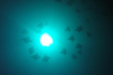 Discover Scuba Diver