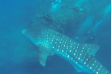 Scuba Diver PADI Certification