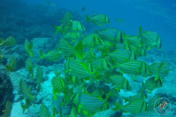 Snorkeling Tour