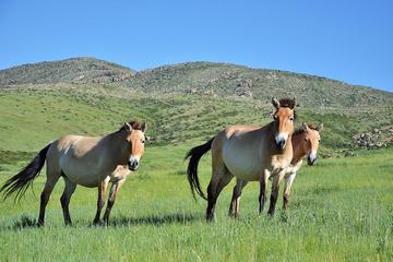 2 Day Hustai National Park Tour including Overnight at Ger Camp