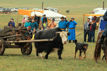 Nomadic Festival