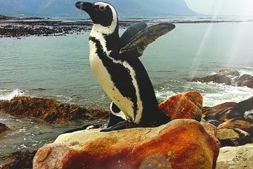 Full-Day Cape Point Peninsula and Boulders Beach Penguin Tour from Cape Town