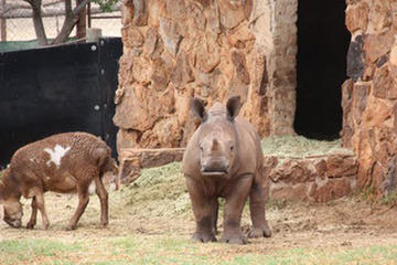 Lion & Rhino Nature Reserve Half Day Tour