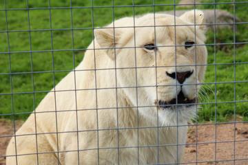 Lions Tigers Eagles Owls Ducks and Wine Tasting
