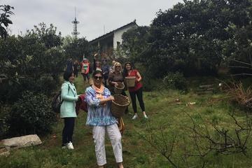 1 Day Tea Picking by Taihu Lake in Suzhou