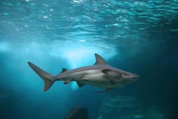 Guadalajara Zoo All-Inclusive Admission Ticket