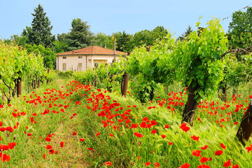 Tuscany in One Day Sightseeing Tour from Rome
