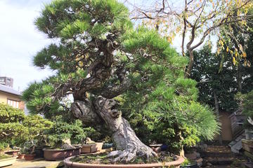 Harnessing Nature to Create Beauty and Health A half day private car Tokyo tour of a bonsai studio miso shop and feudal garden