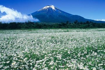 Mt. Fuji and Fuji Five Lakes Taxi Tour from Yokohama