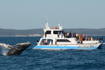 Hervey Bay Premium Whale Watching Cruise