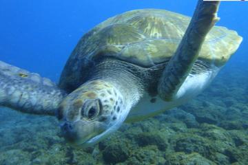 Geführtes Schnorcheln mit ...