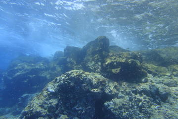 Guided Snorkeling Tours by Boat with Pictures in Tenerife