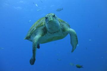 Guided Snorkeling with Turtles by BOAT with Pictures in Tenerife