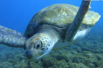 Guided Snorkeling with Turtles with Pictures in Tenerife