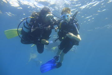 Tenerife Discover Scuba Diving Experience with Photos