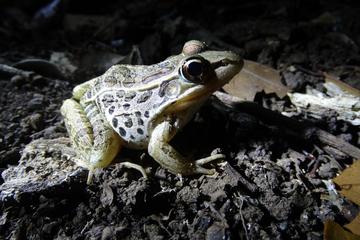 Salve Terra Park: Night Walk